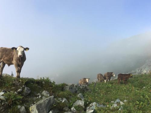 Kühe im Nebel